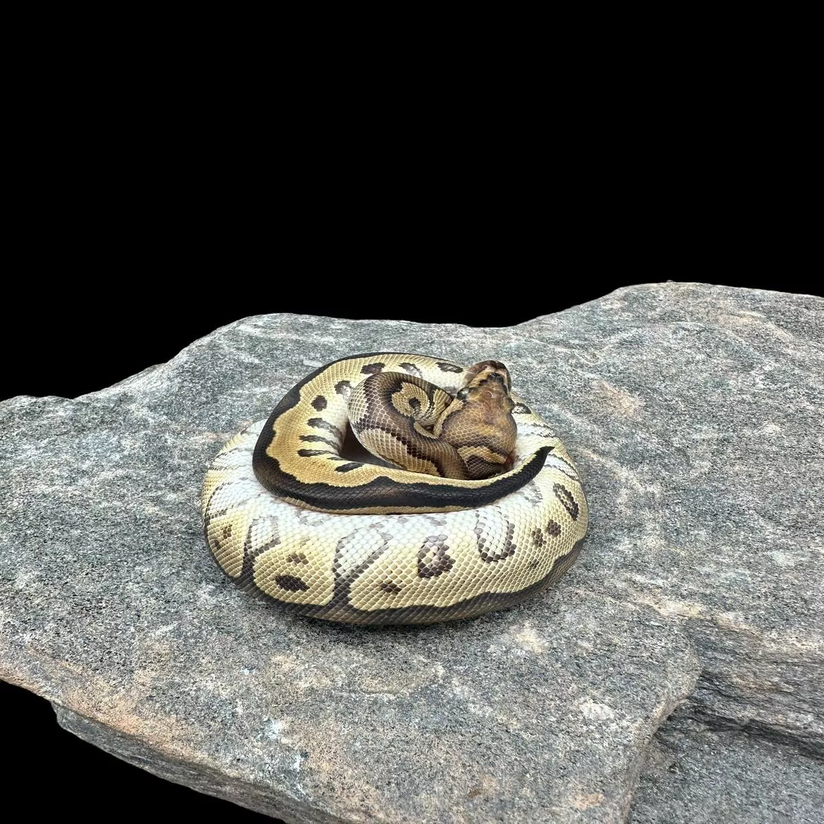 Ball Python (Yellowbelly Clown Het Hypo)
