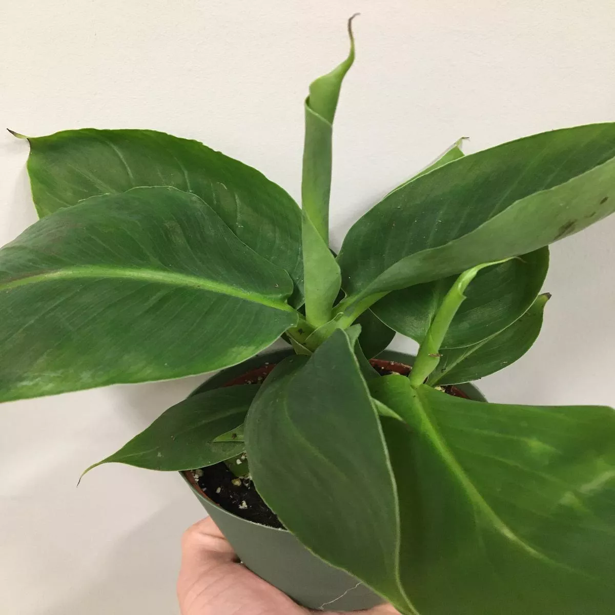 Banana Tree