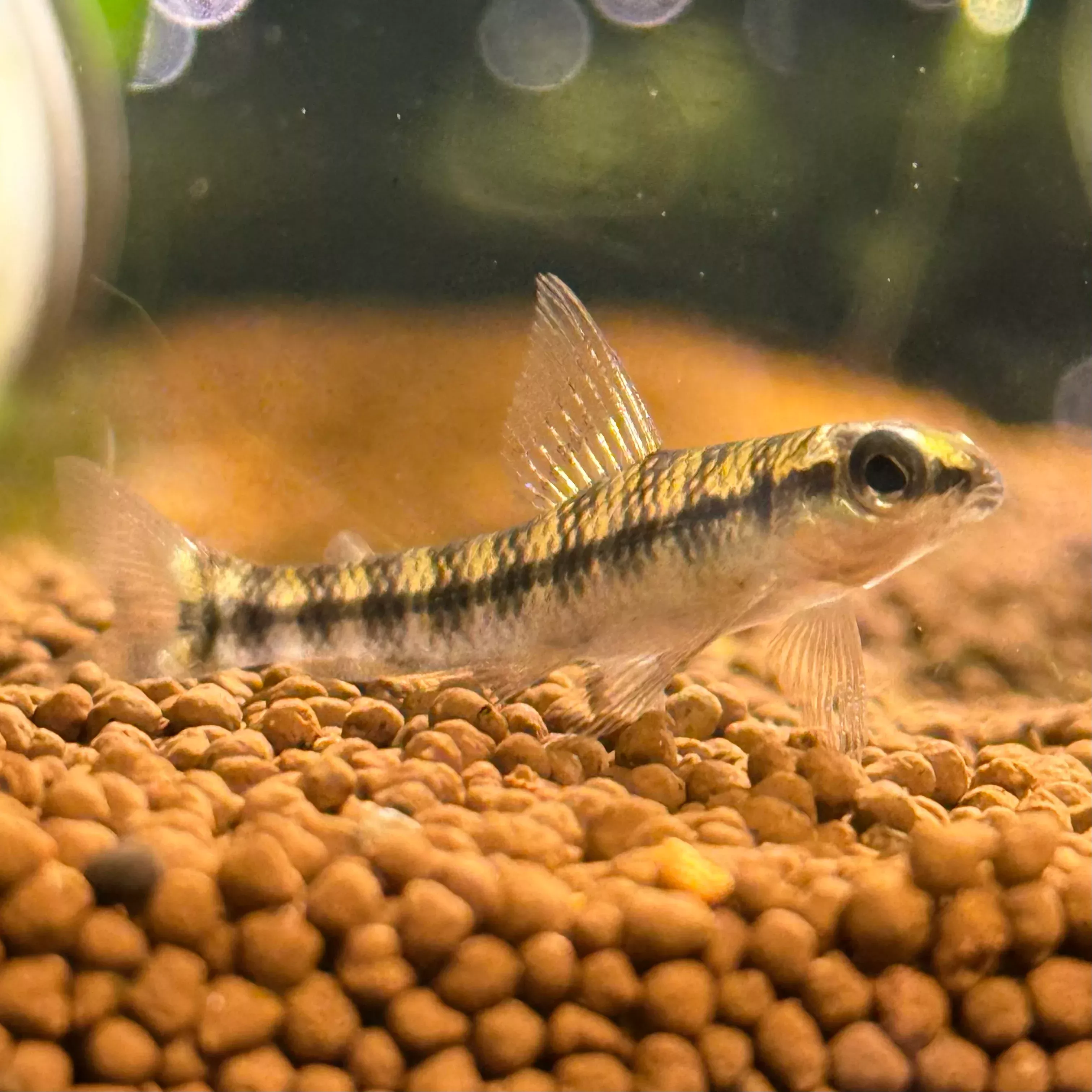 Banded Darter Characin