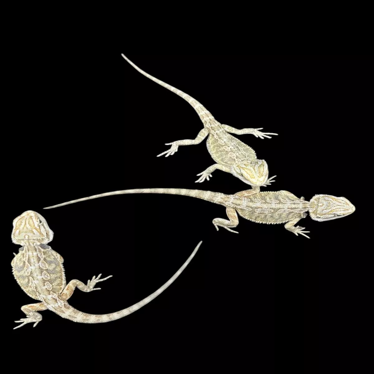 Bearded Dragon (Hypo Het Zero)