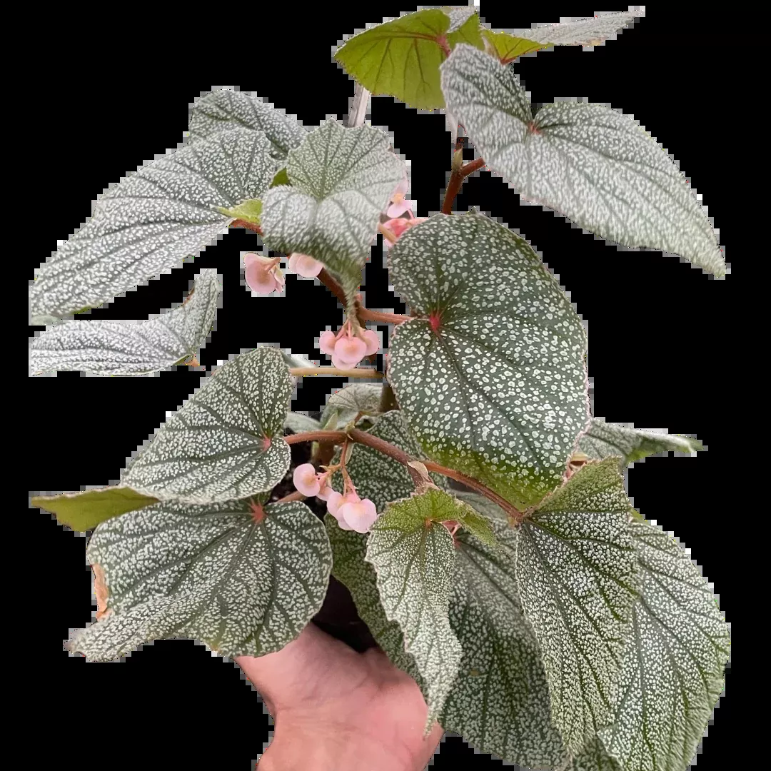 Begonia 'Frosty'