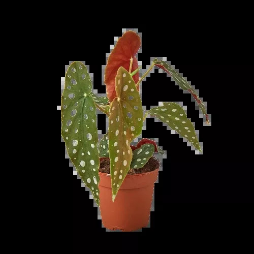 Begonia maculata