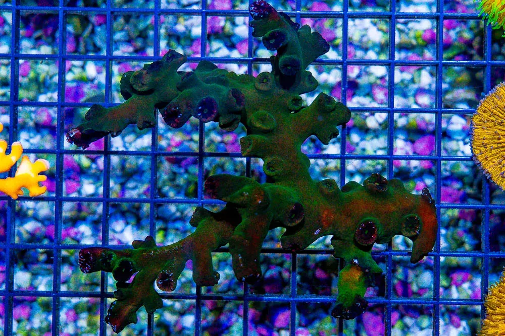 BIG BLACK Sun Coral – Aussie