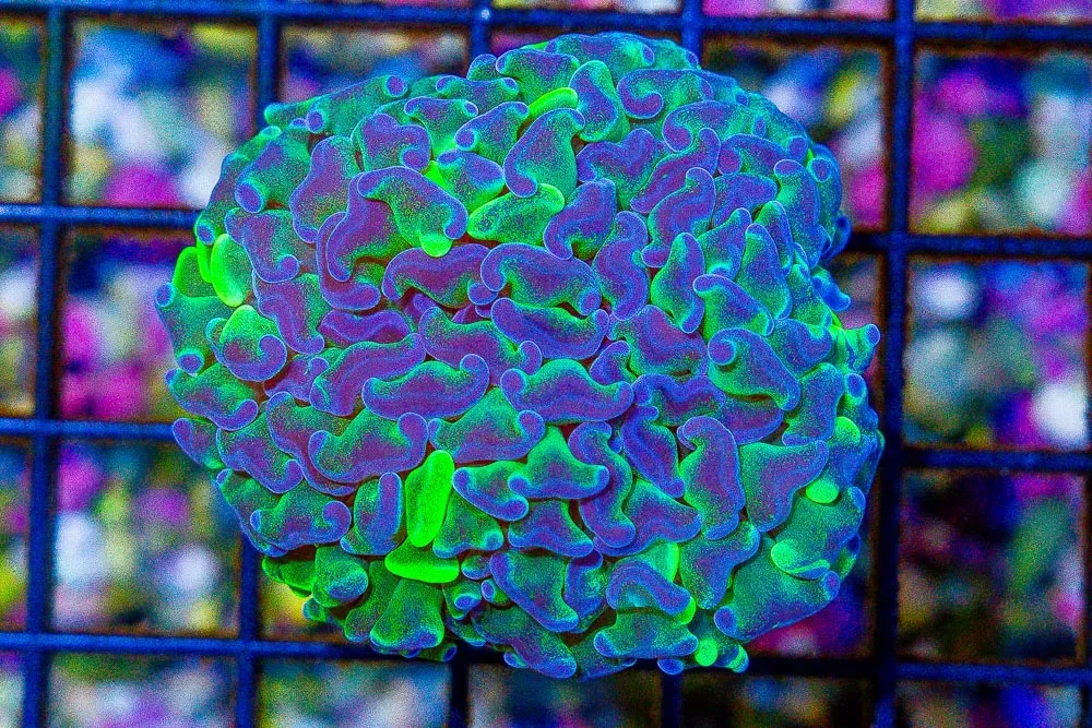 BIG Branching Hammer Frag Aussie- MARBLED Yellow