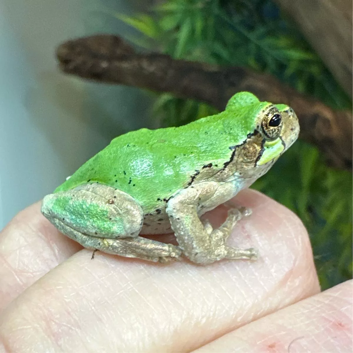 Bird Voice Tree Frog