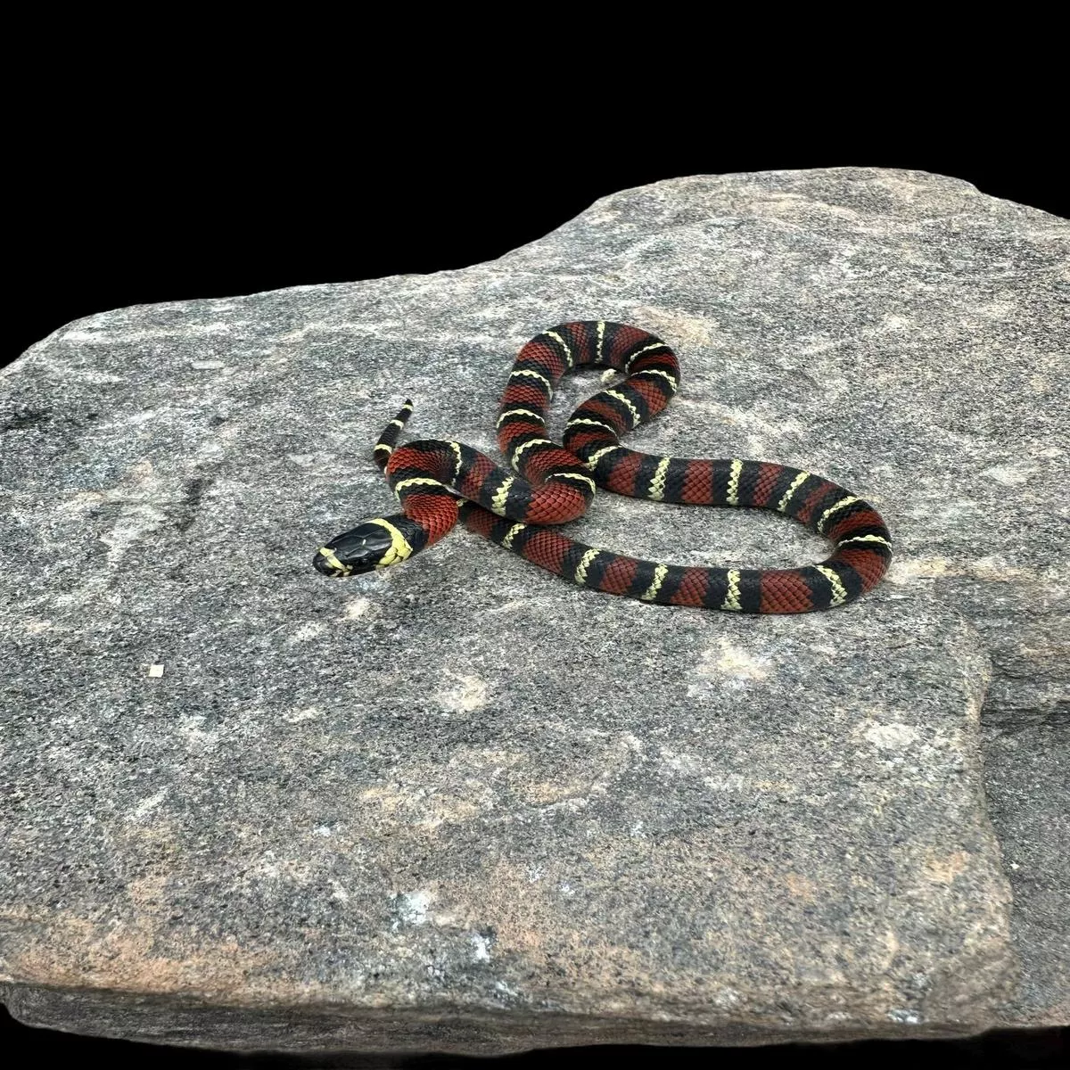 Black Milk Snake