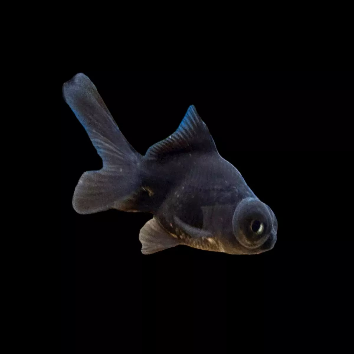 Black Moor Goldfish (Small)
