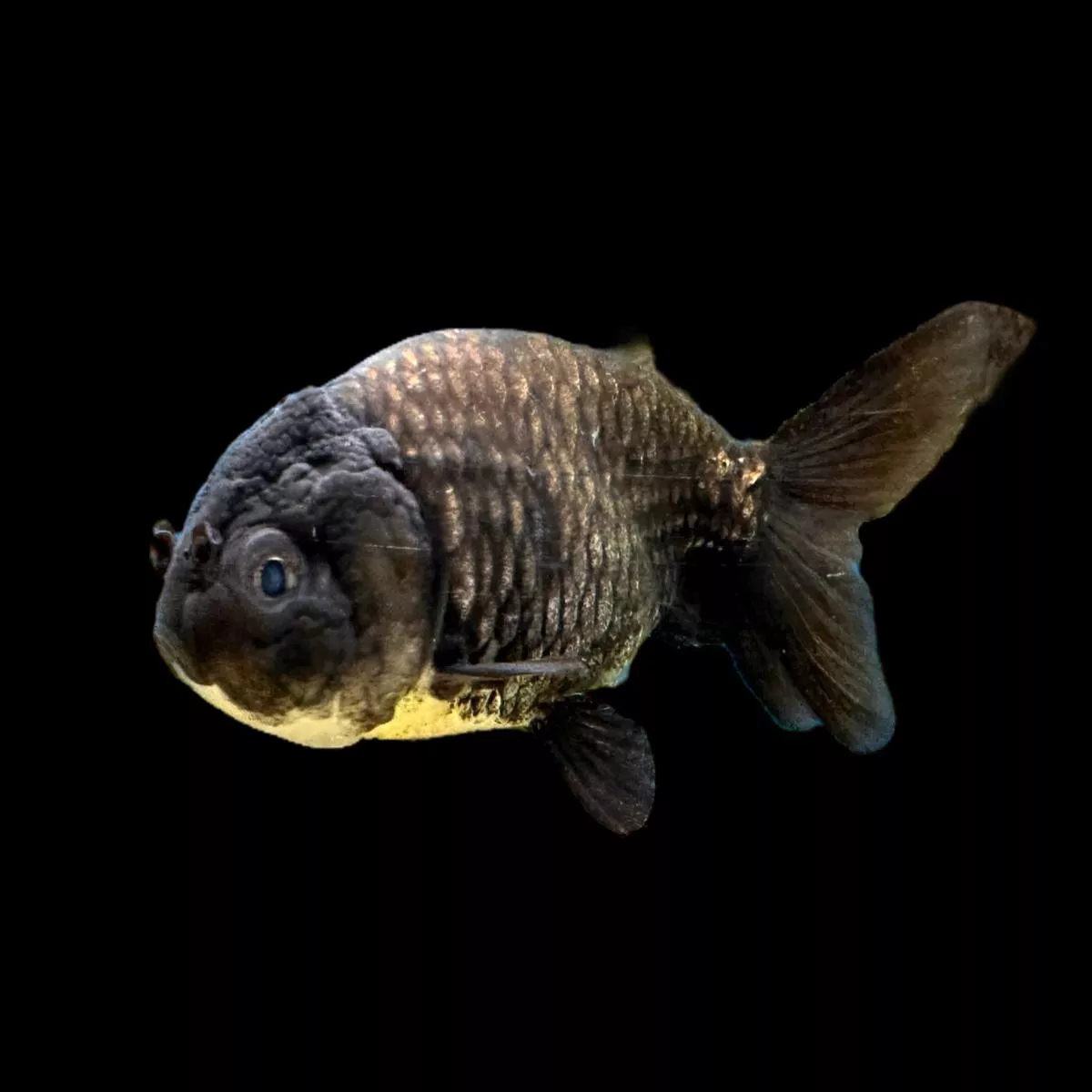 Black Ranchu Goldfish