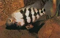 BLACKTHROAT CICHLID (Astatheros macracanthus)