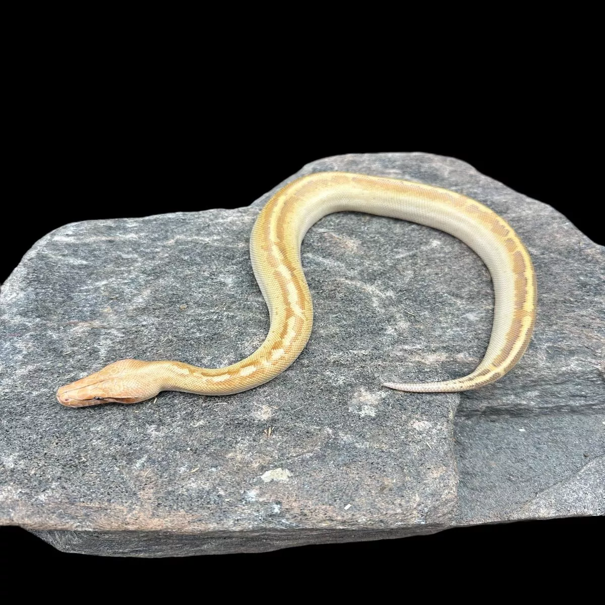 Blood Python (T+ Albino Ivory)