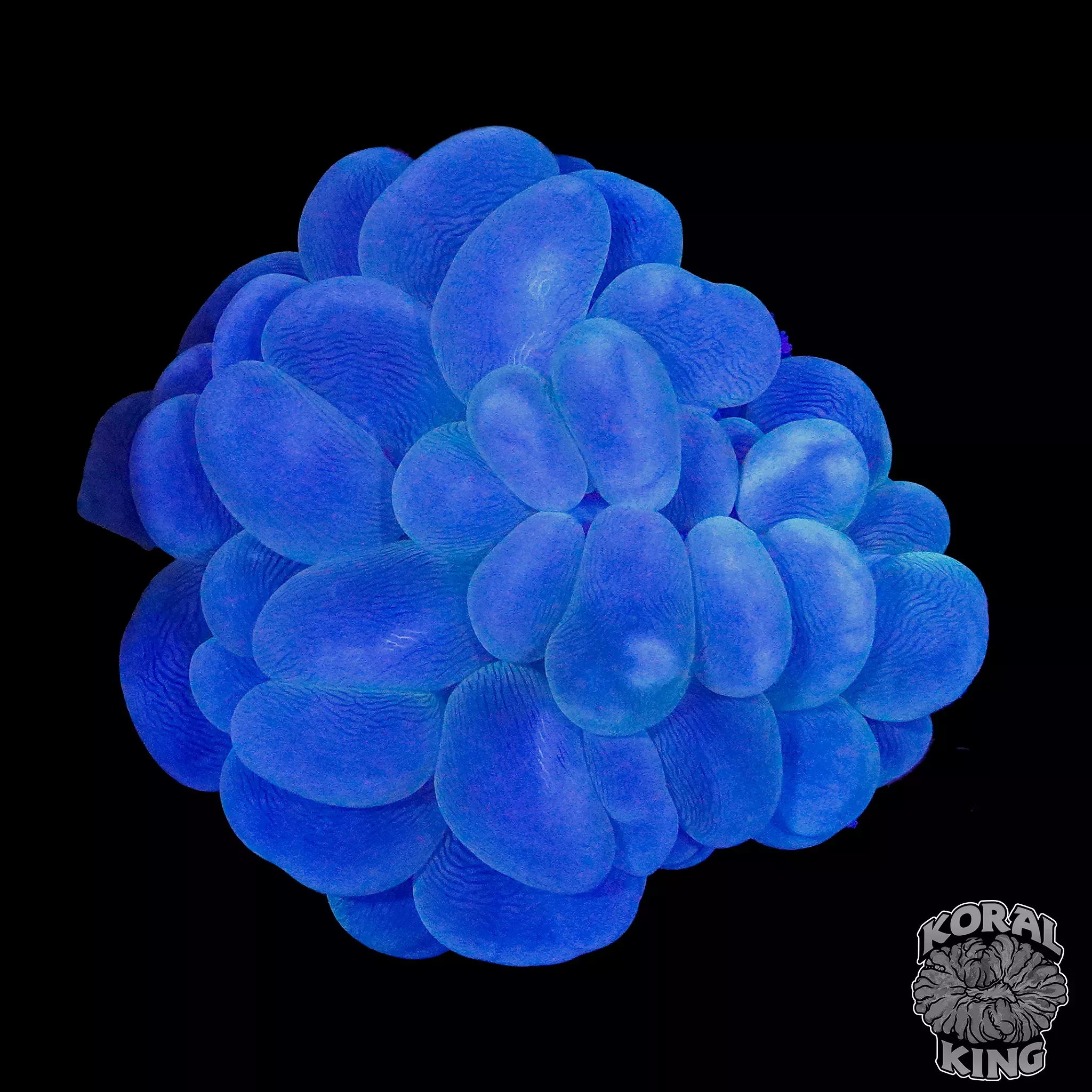 Blue Bubble