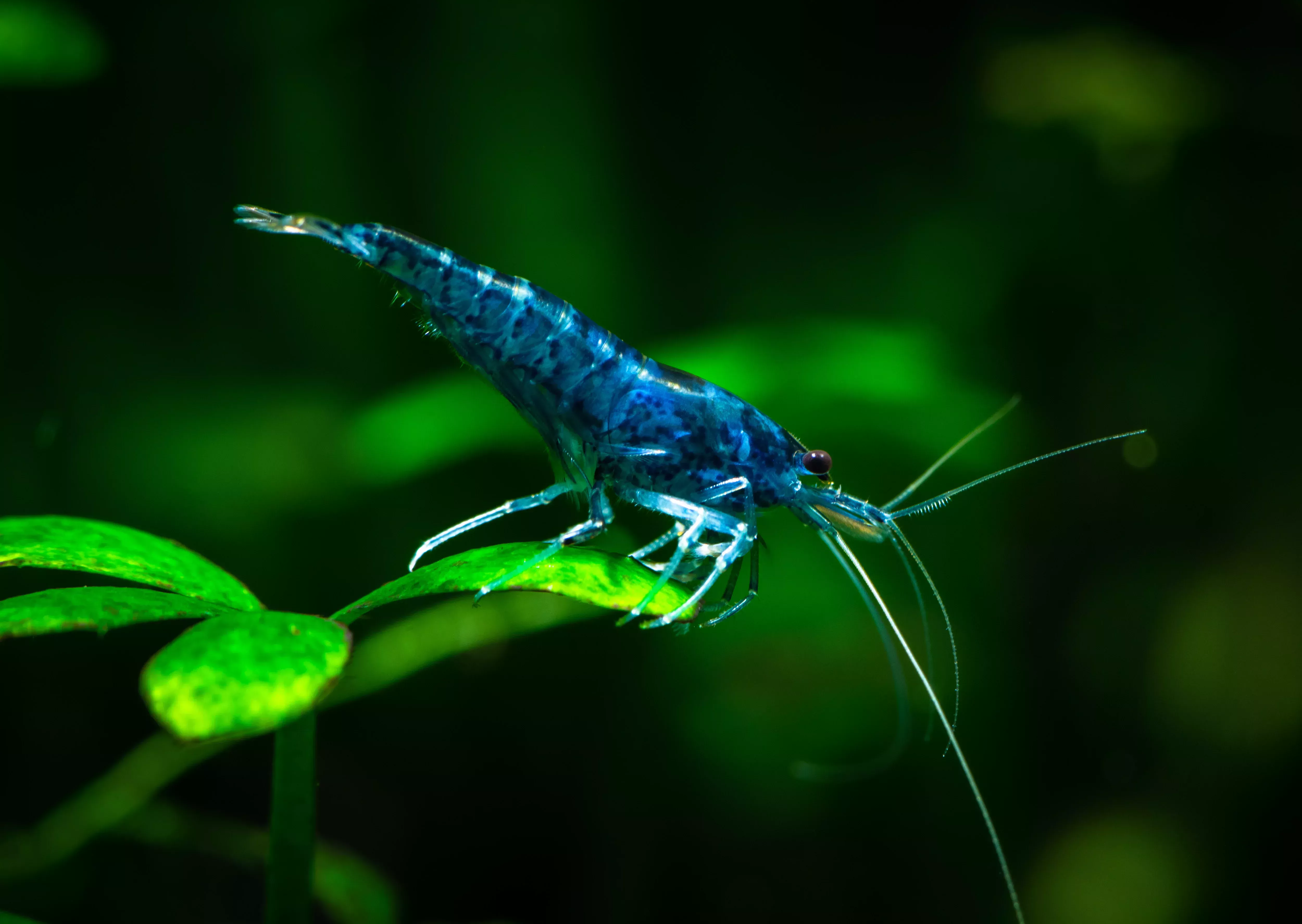 Blue Dream Shrimp