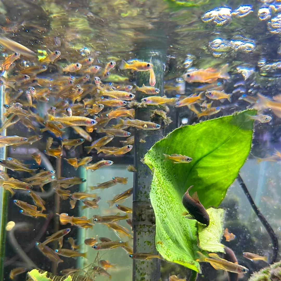Blue Eye Red Neon Rainbow (Pseudomugil luminatus)