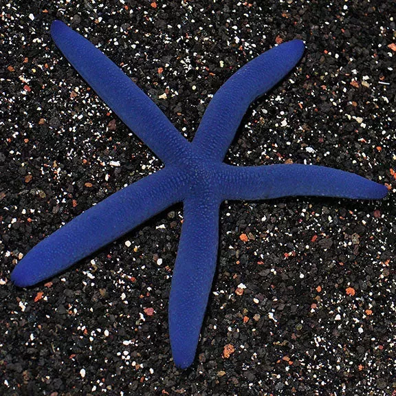 Blue Linckia Sea Star – EXPERT ONLY