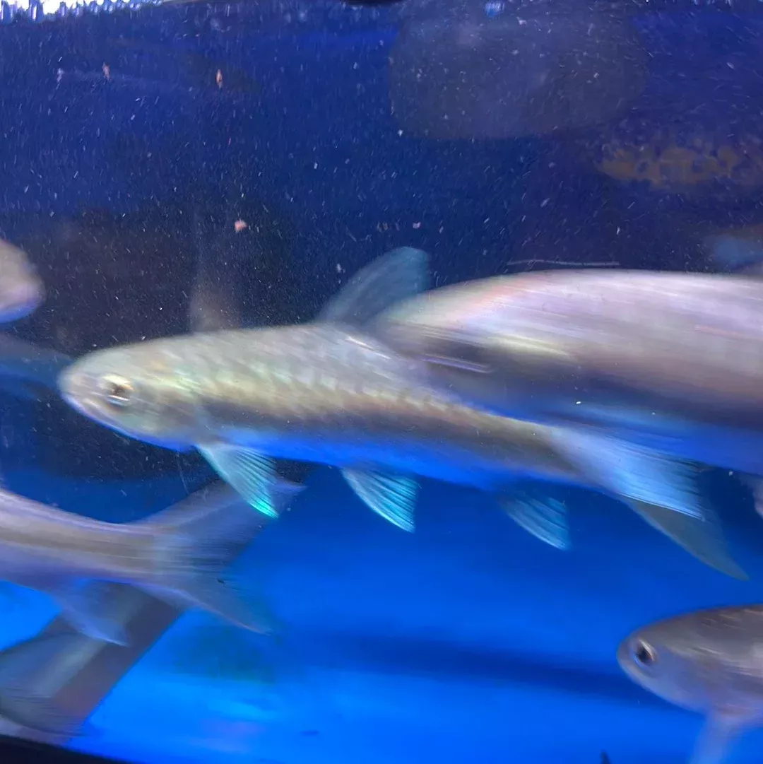 Blue Mahseer (Neolissochilus stracheyi)
