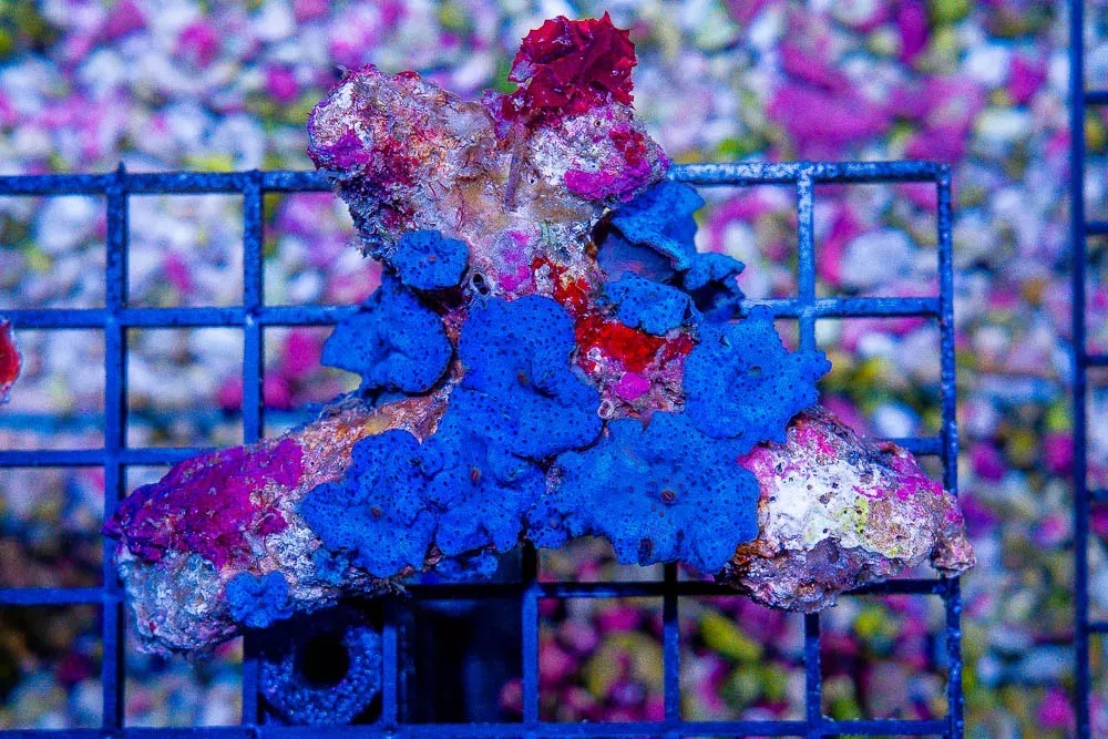 BLUE Mushroom Colony – Australia