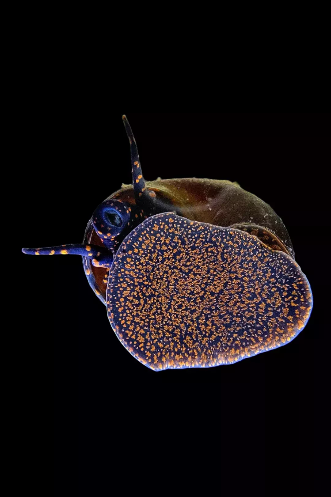 BLUEBERRY SNAIL (Vivaparus .sp)