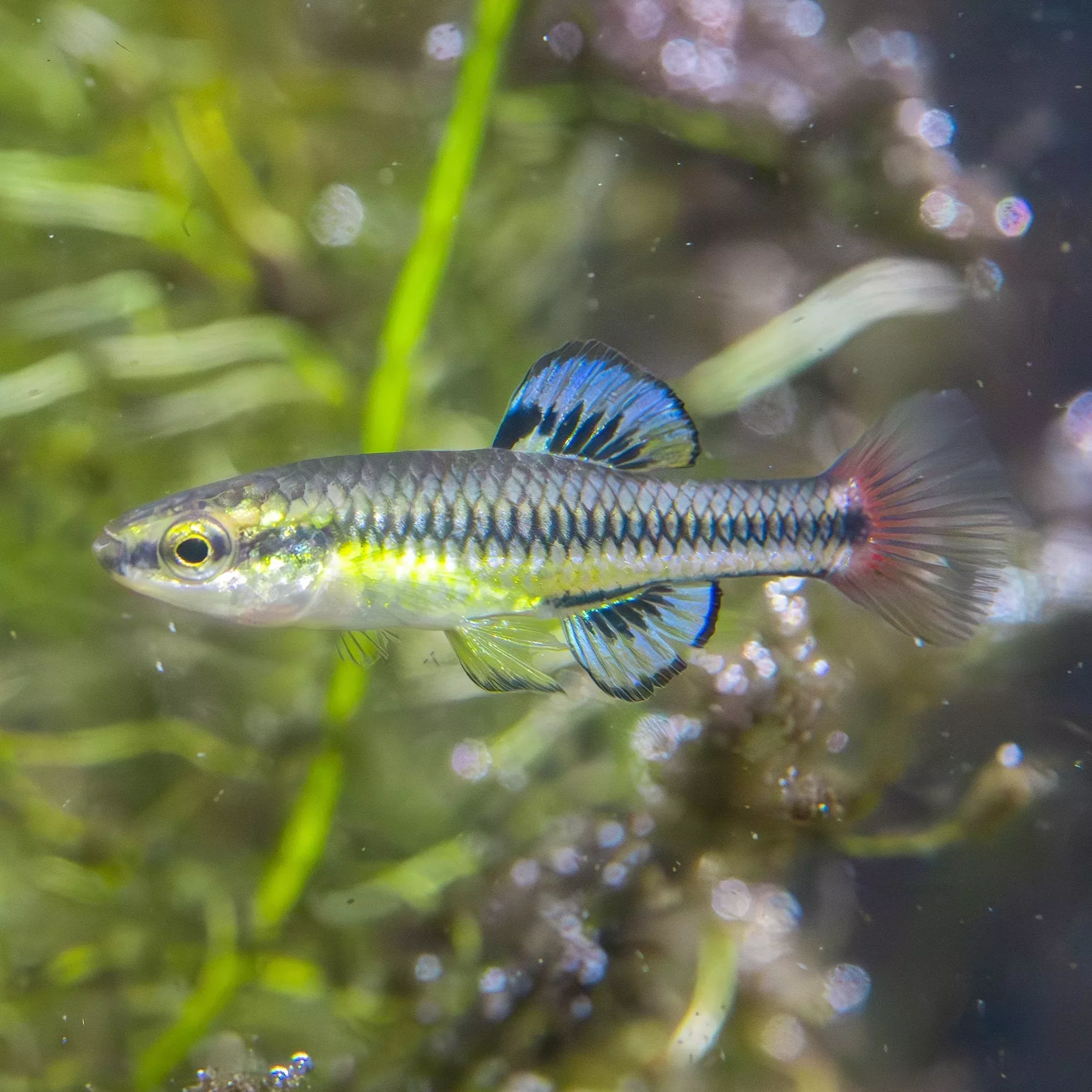 Bluefin Killifish