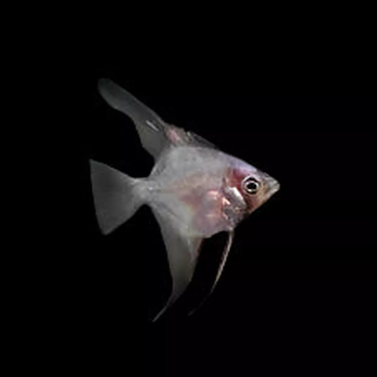 Blushing Ghost Angelfish