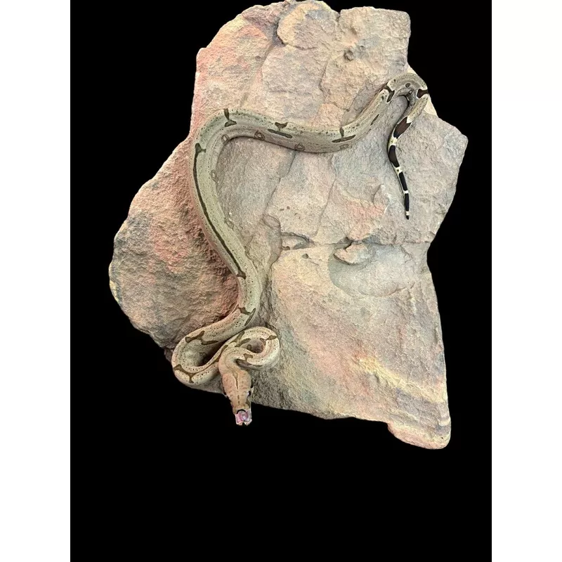 Bolivian Boa (Striped)