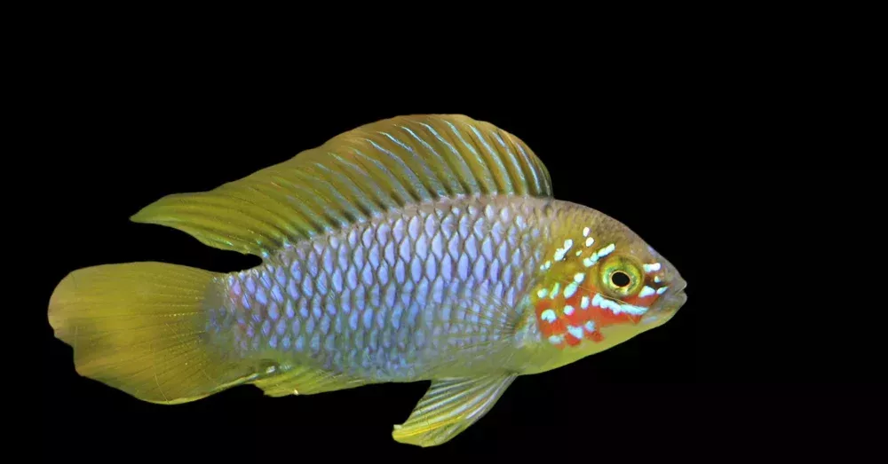 BORELLA DWARF CICHLID (Apistogramma borelli)