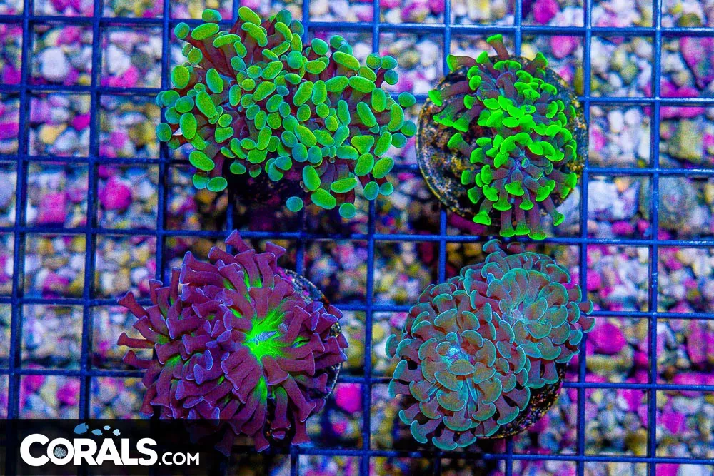 Branching Hammer FRAG Indo 4 PACK