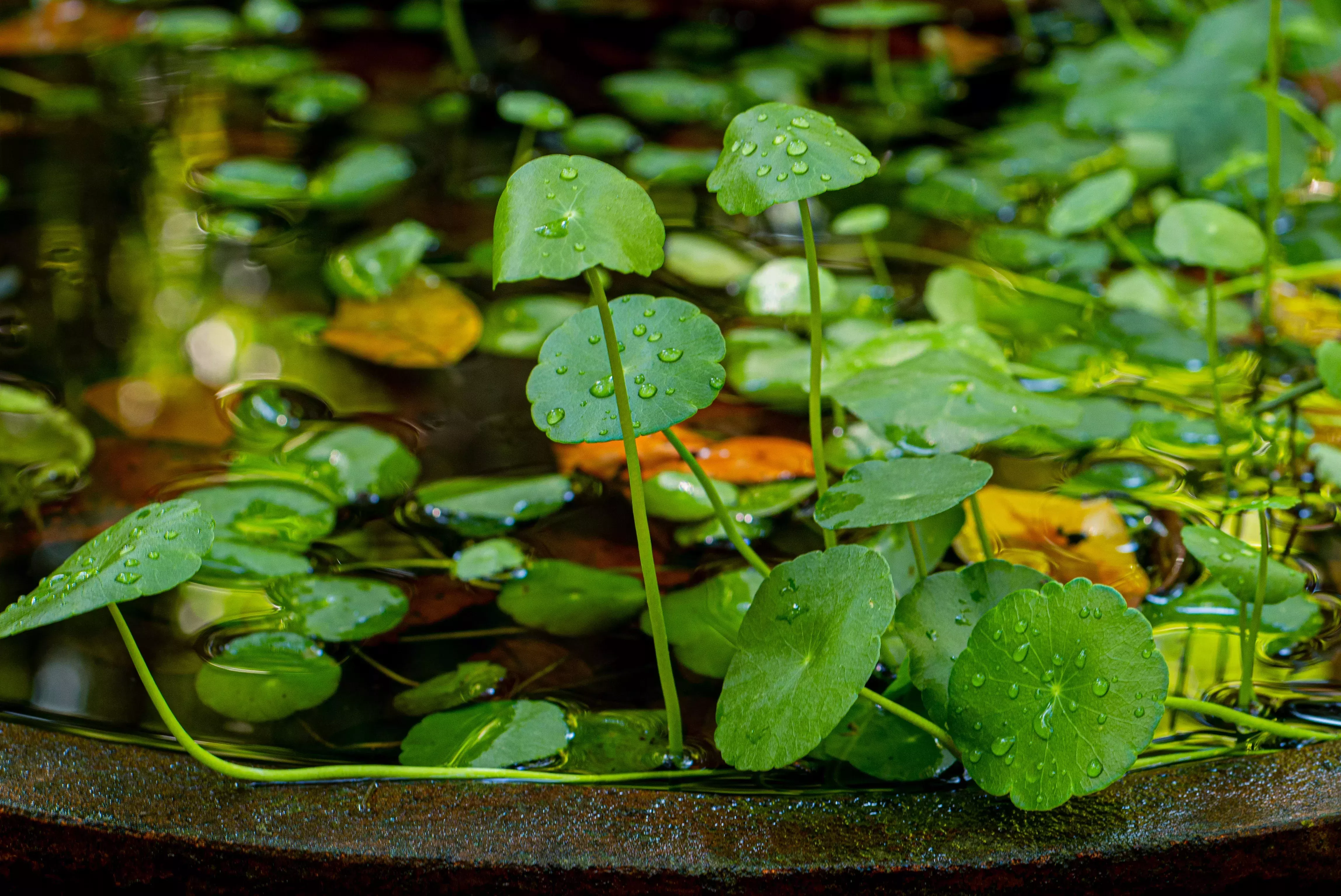Brazilian Pennywort