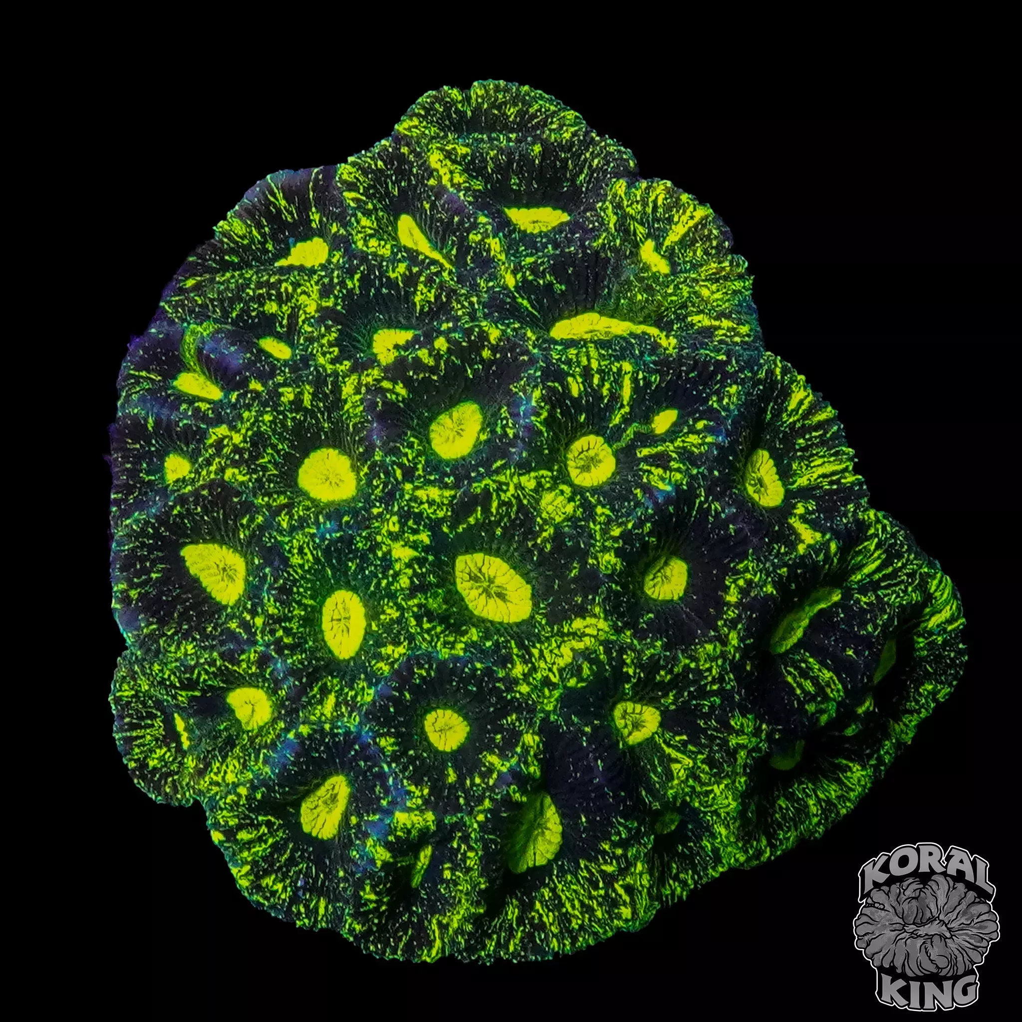 Bright Goniastrea Colony