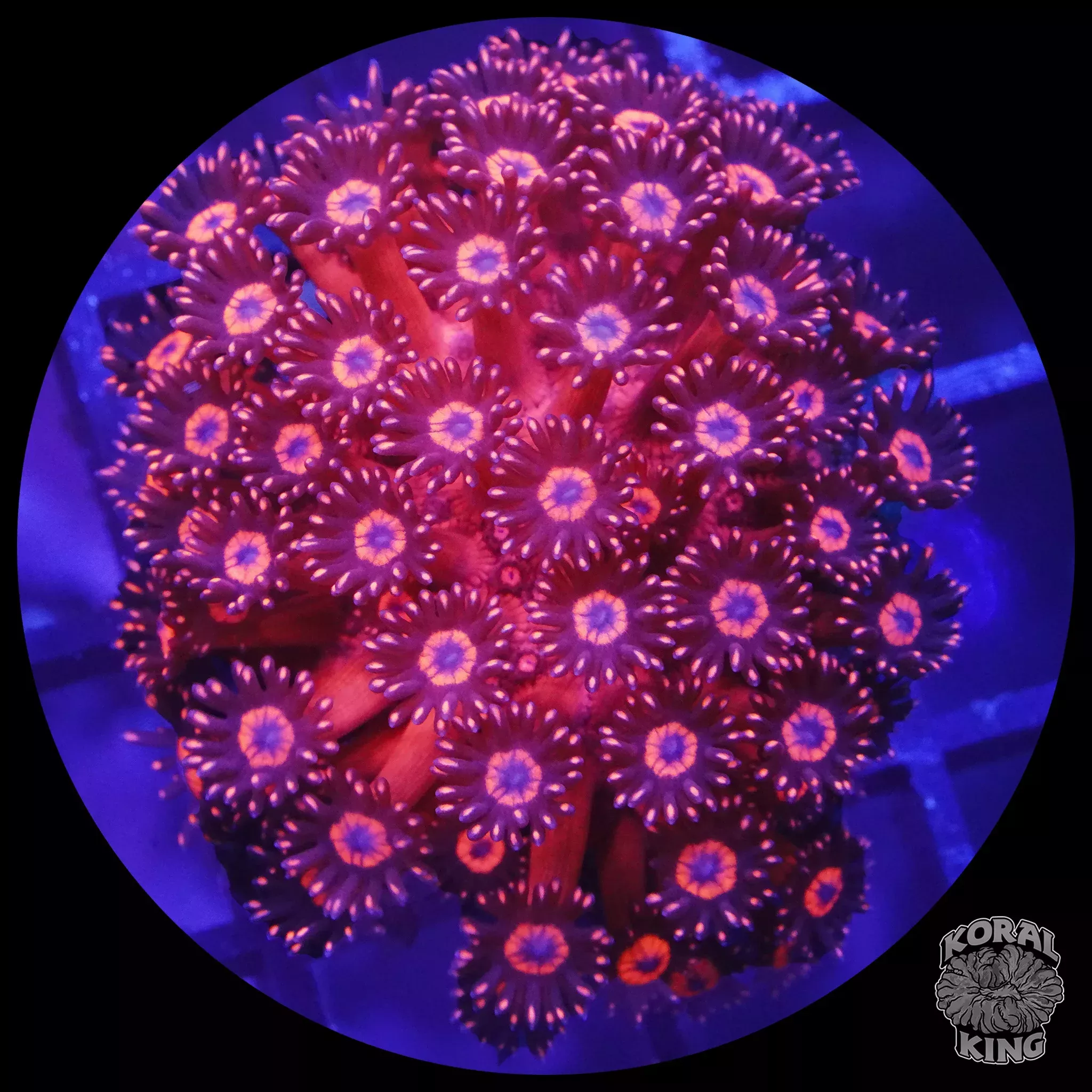 *BRIGHT* Red Gonipora Colony