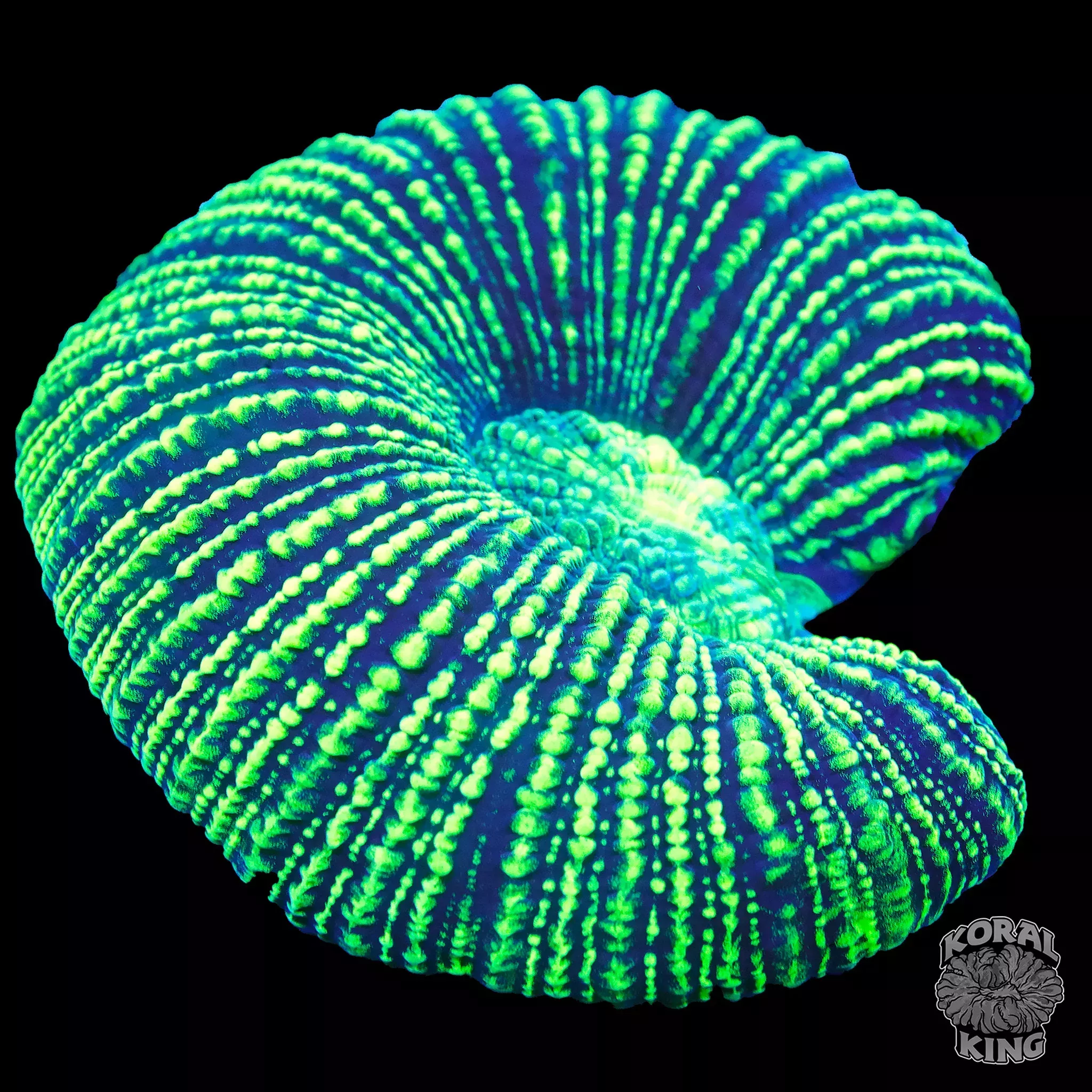 *BRIGHT* Ultra Green Trachyphyllia Frag