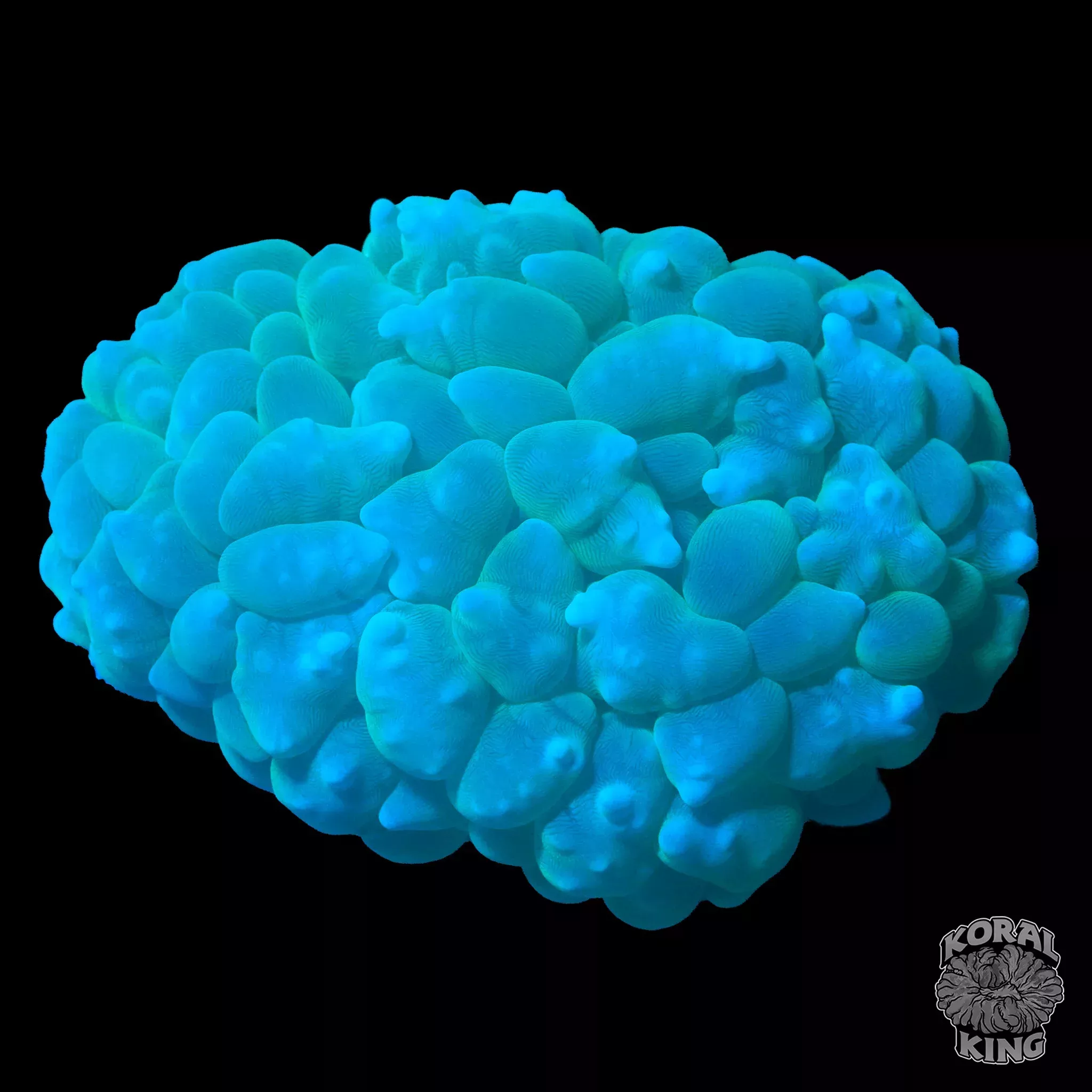 Bubble Colony
