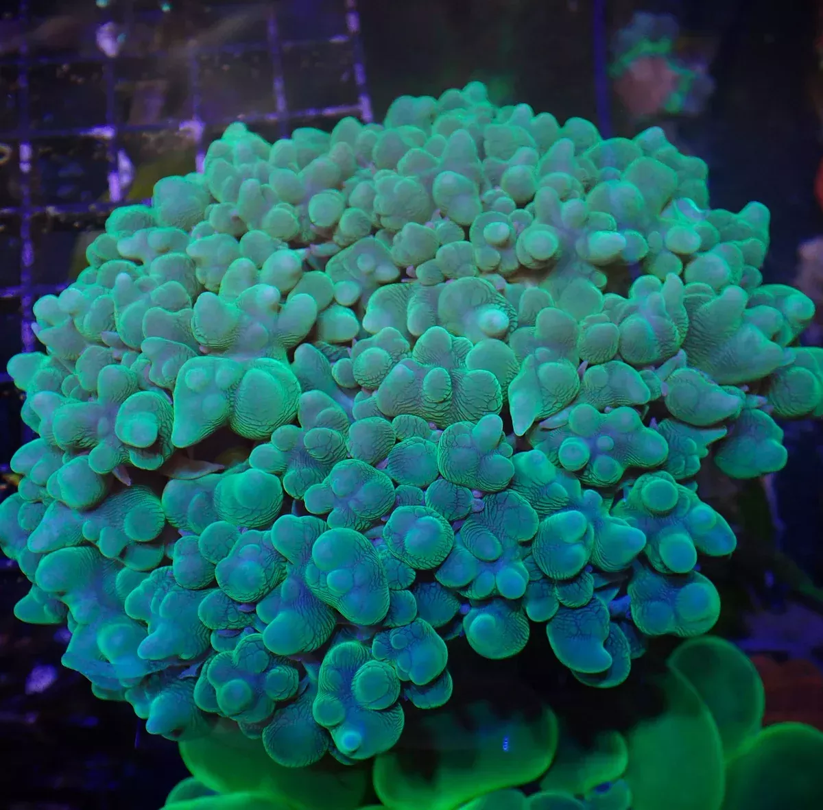 Bubble Coral – Pearl