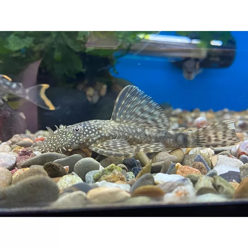 Bushynose Pleco