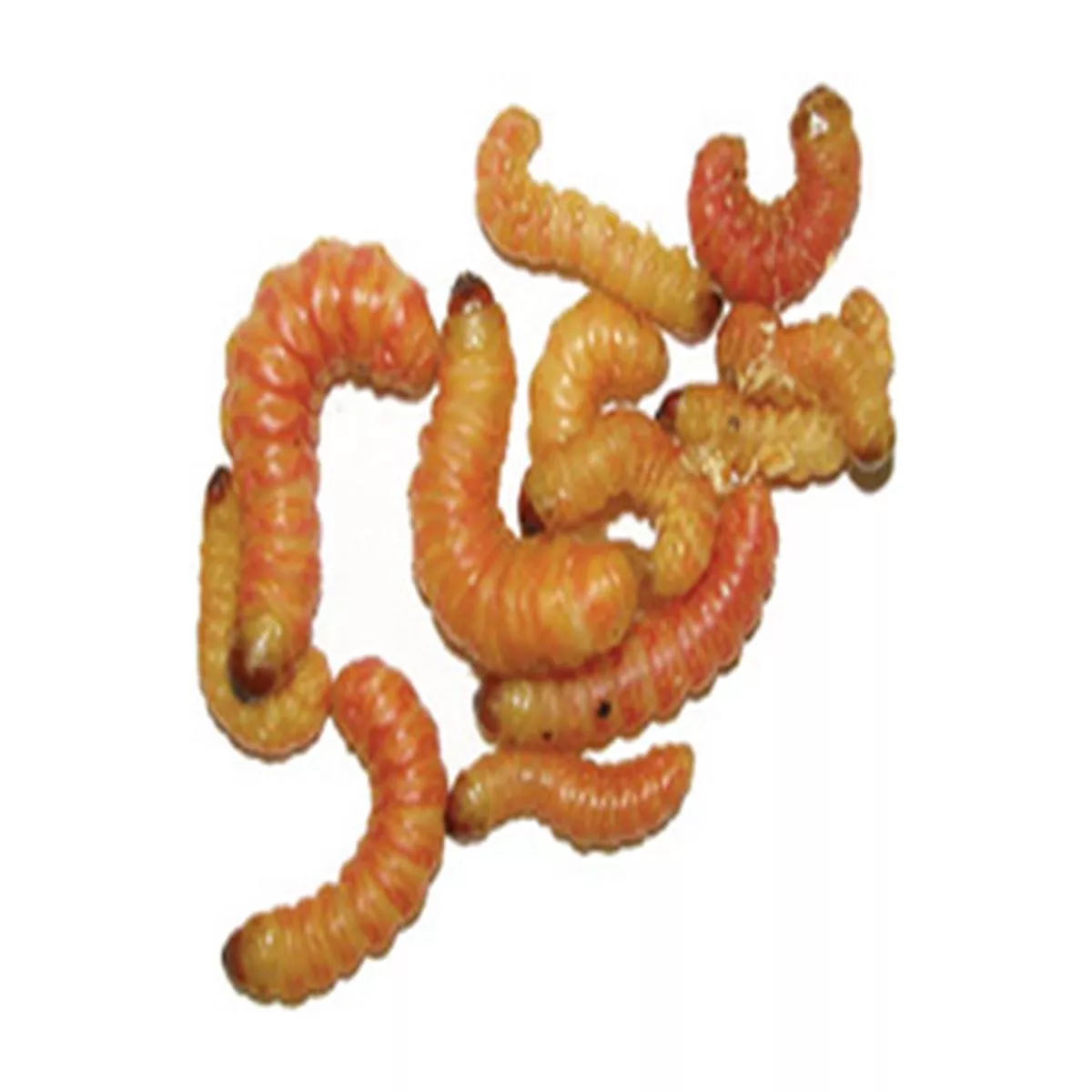Butterworms