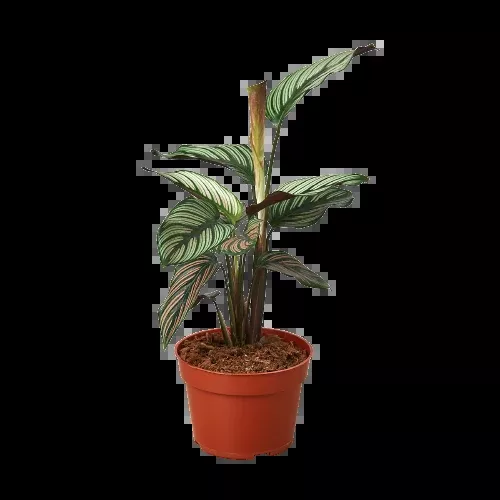 Calathea 'White Star'