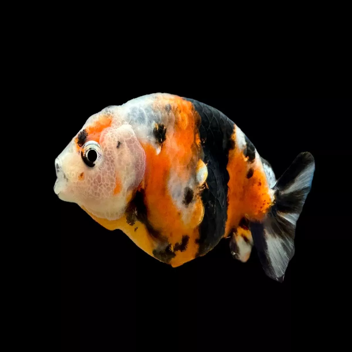 Calico Ranchu Goldfish