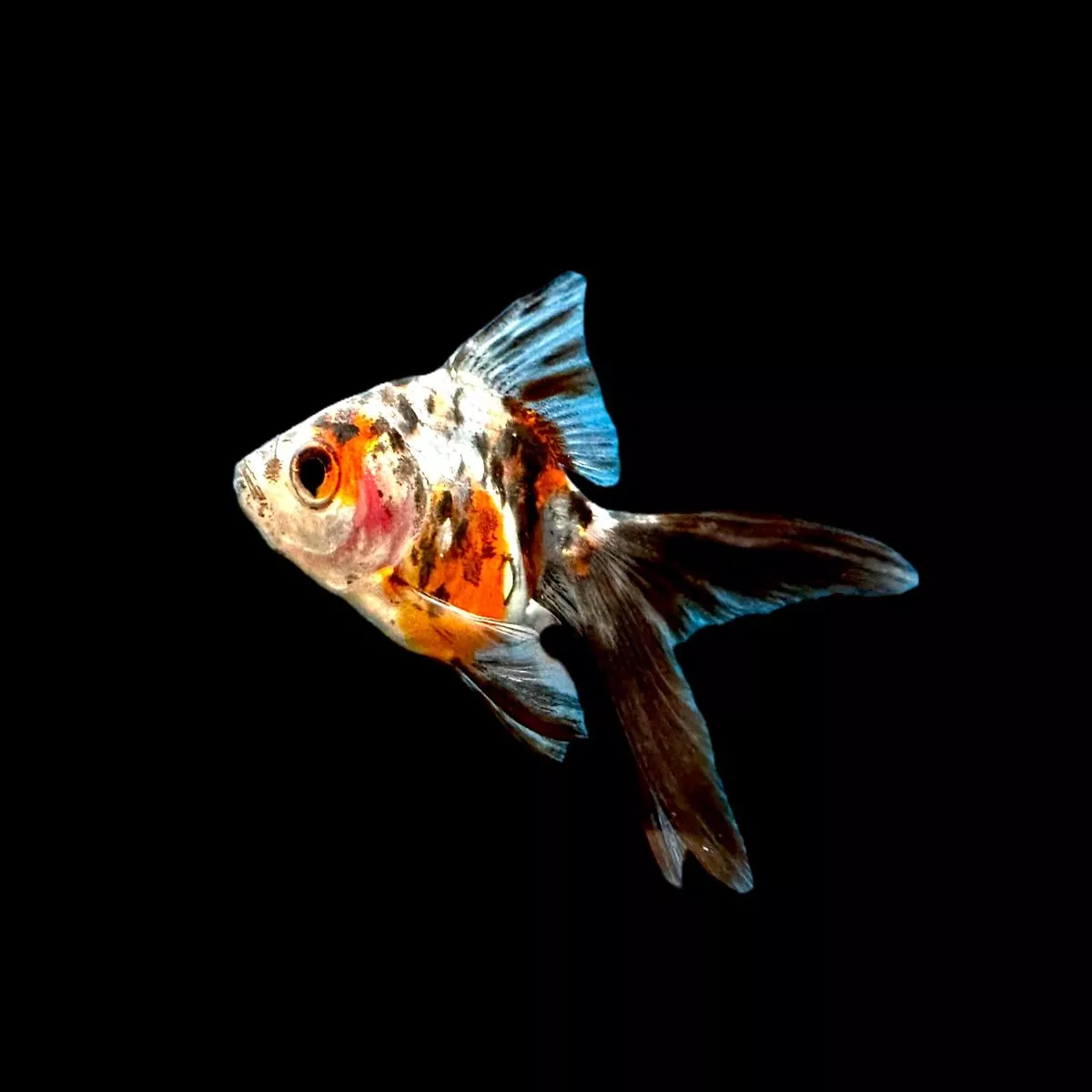 Calico Ryukin Goldfish (Small)