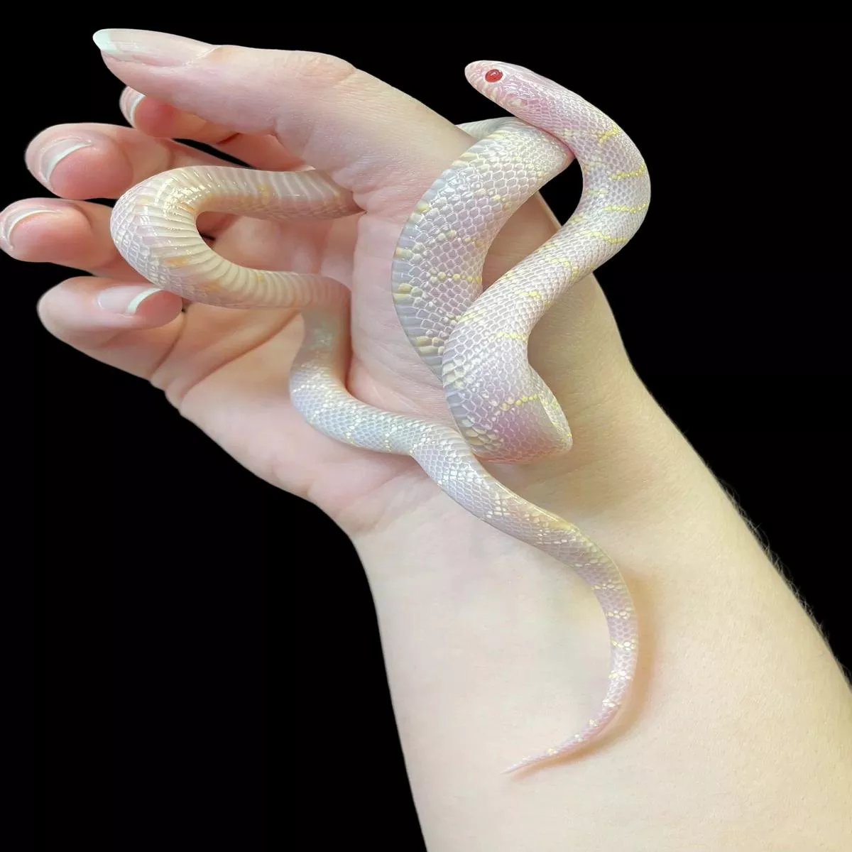 California Kingsnake (Blizzard)