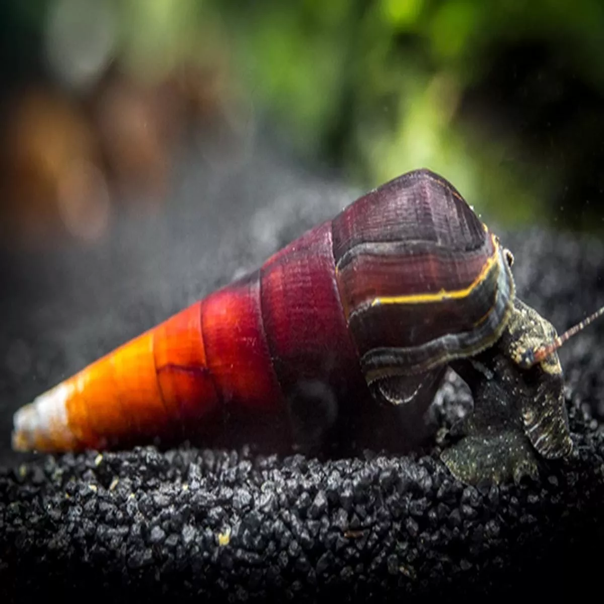 Cappuccino snail