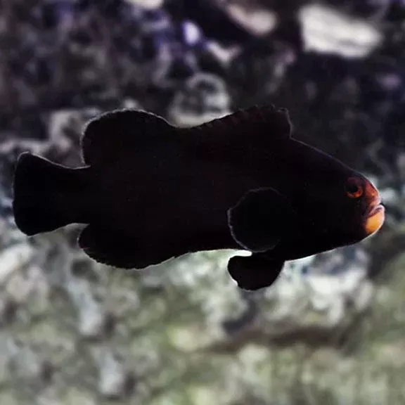 Captive Bred Midnight Oscellaris Clownfish
