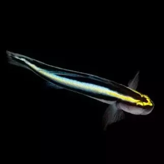 Captive Bred Sharknose Cleaner Goby