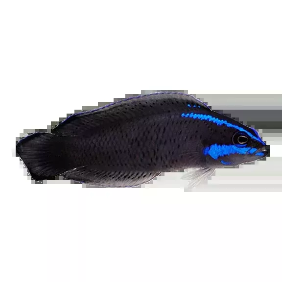 Captive Bred Springeri Dottyback