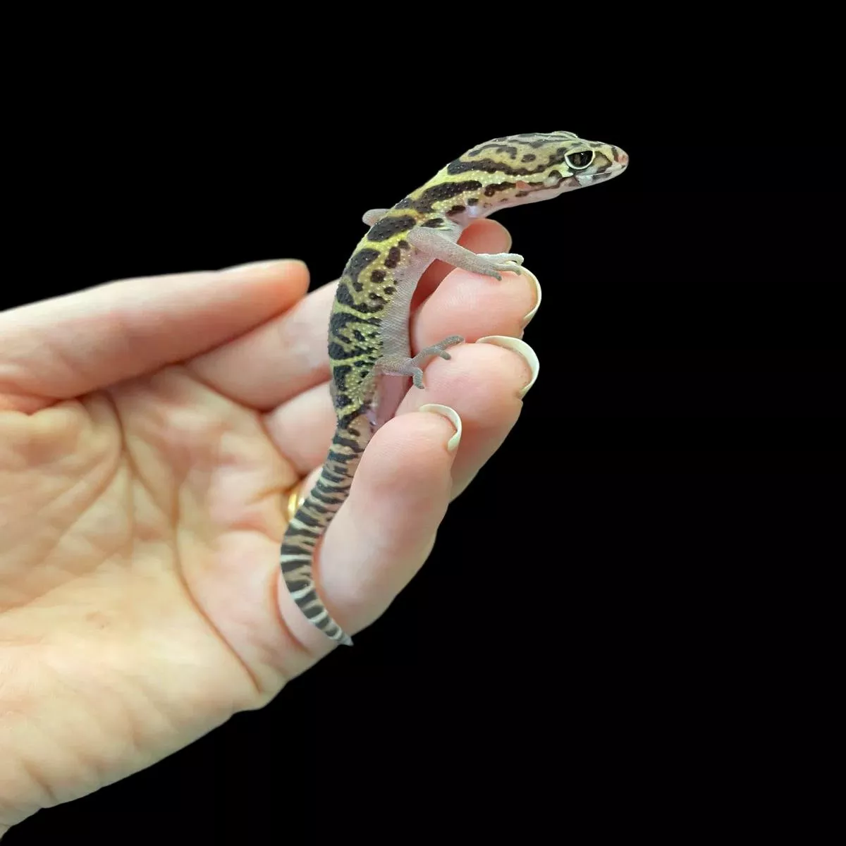 Central American Banded Gecko