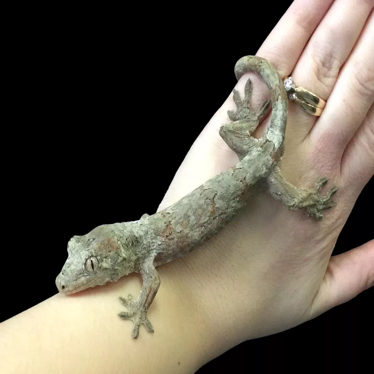 Chahoua Gecko (Pine Isle)