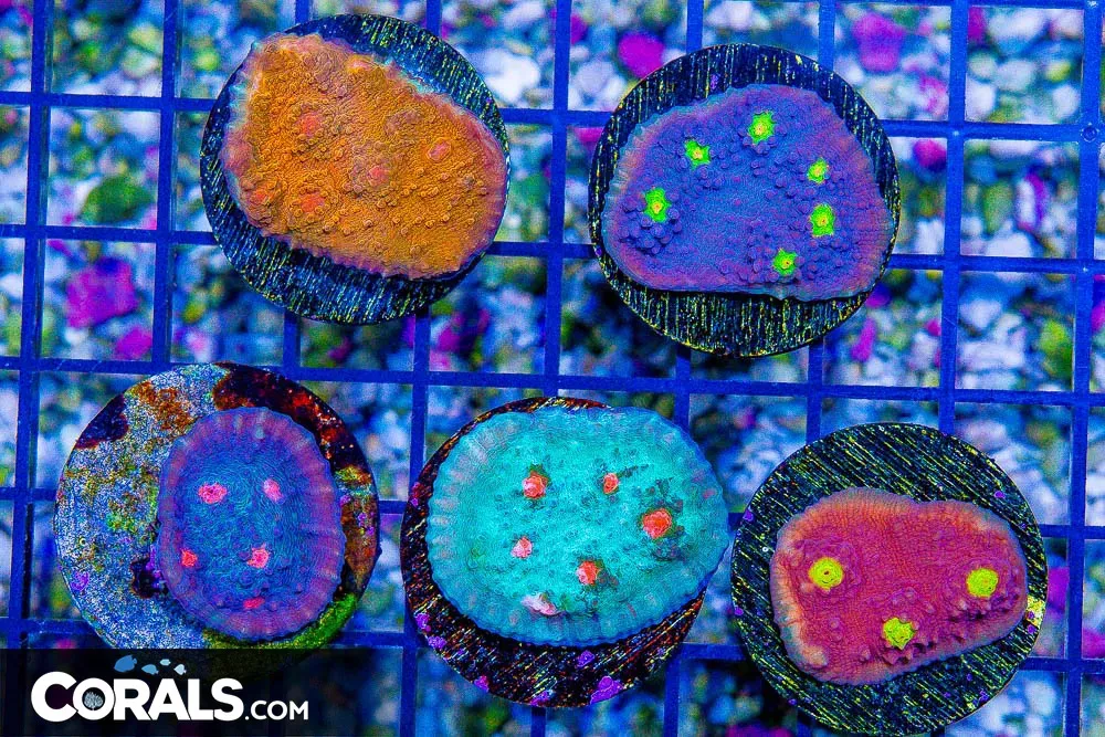 Chalice FRAG 5 PACK Hardy/Growers!