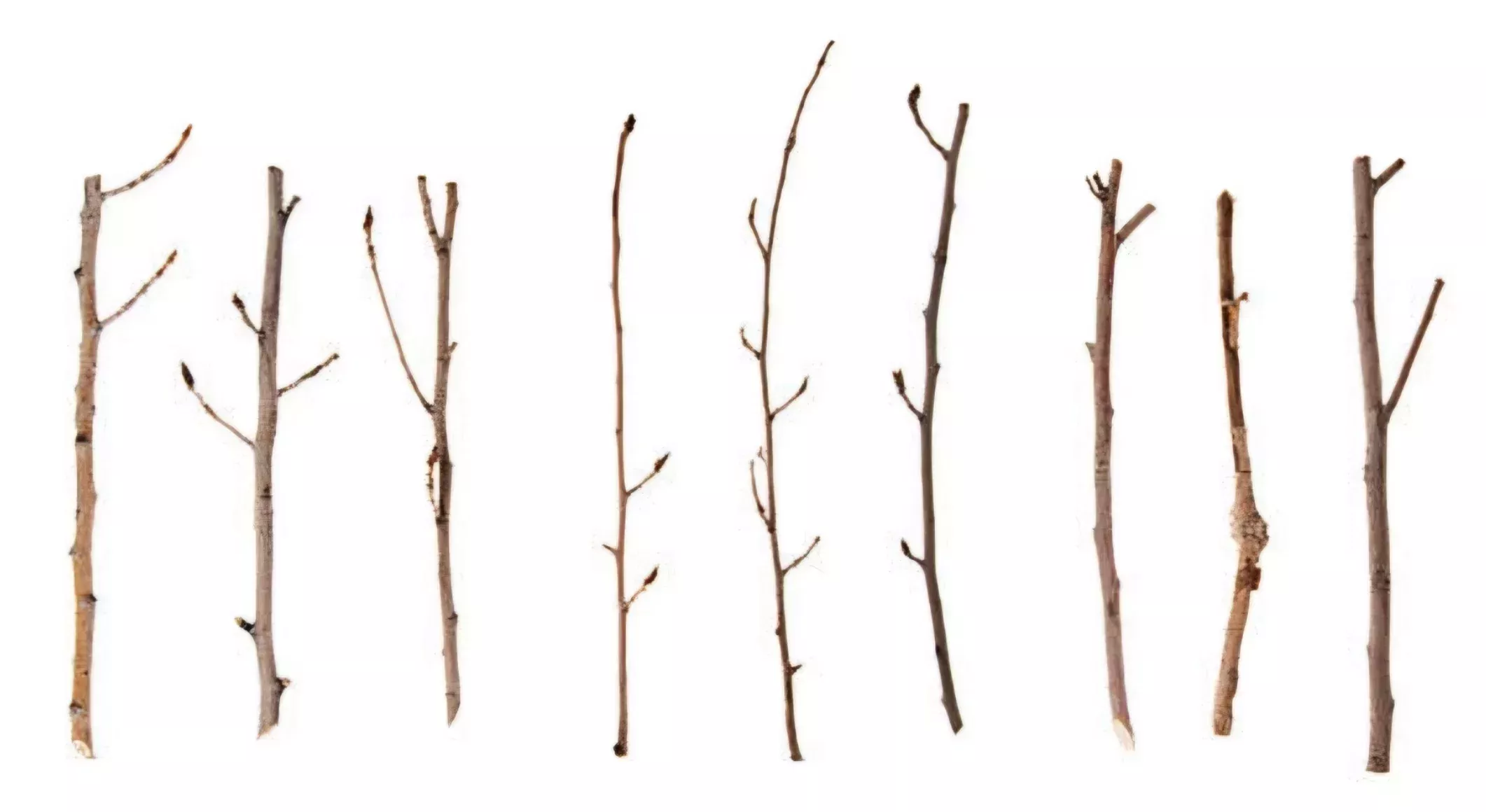 Cherry Twig Bundle-10 Pack