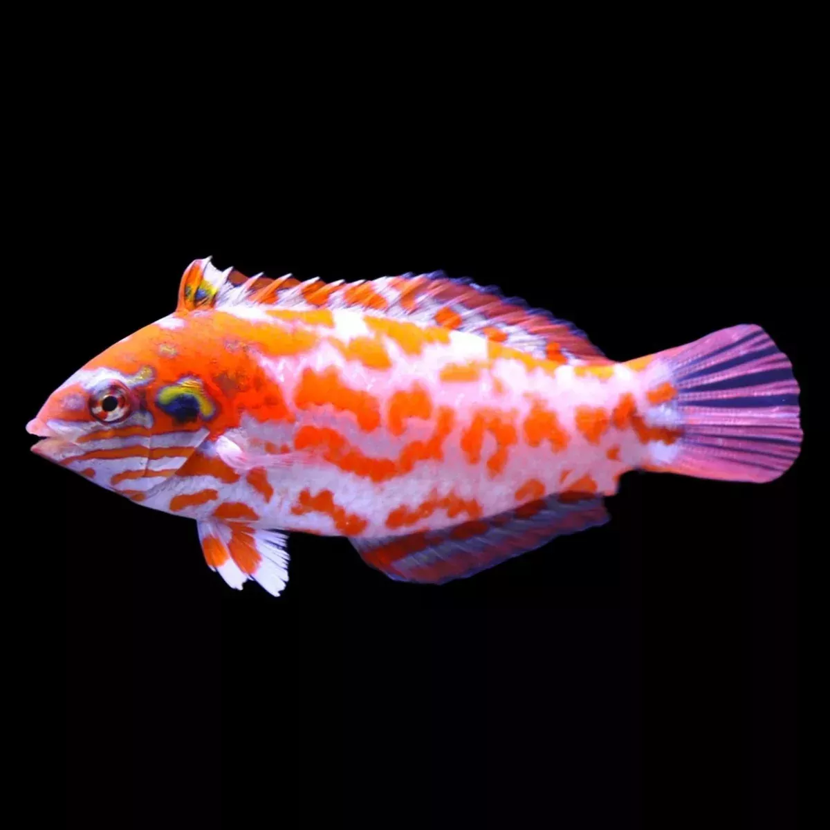 Choat’s Leopard Wrasse