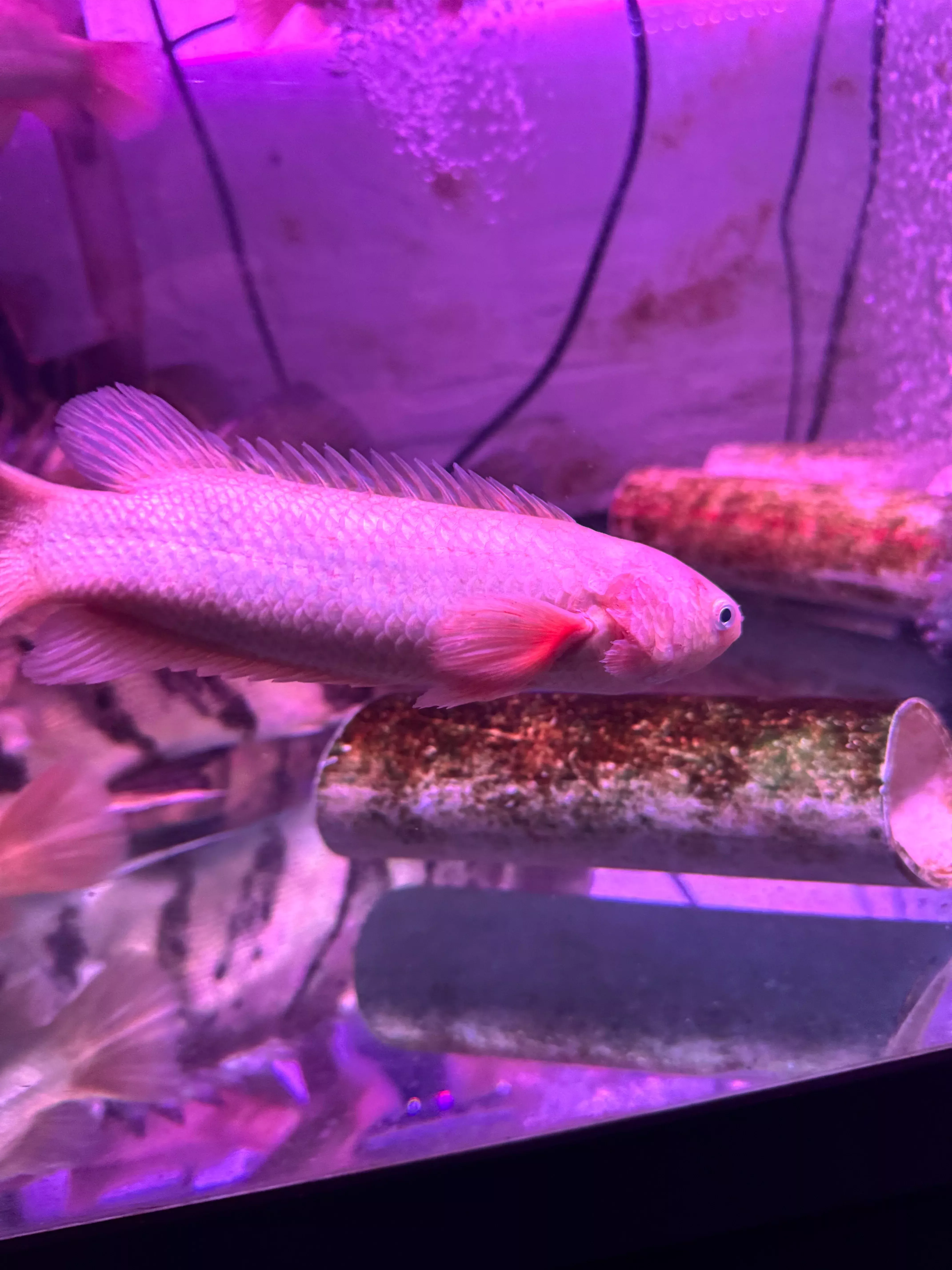 Climbing Perch (Anabas testudineus)