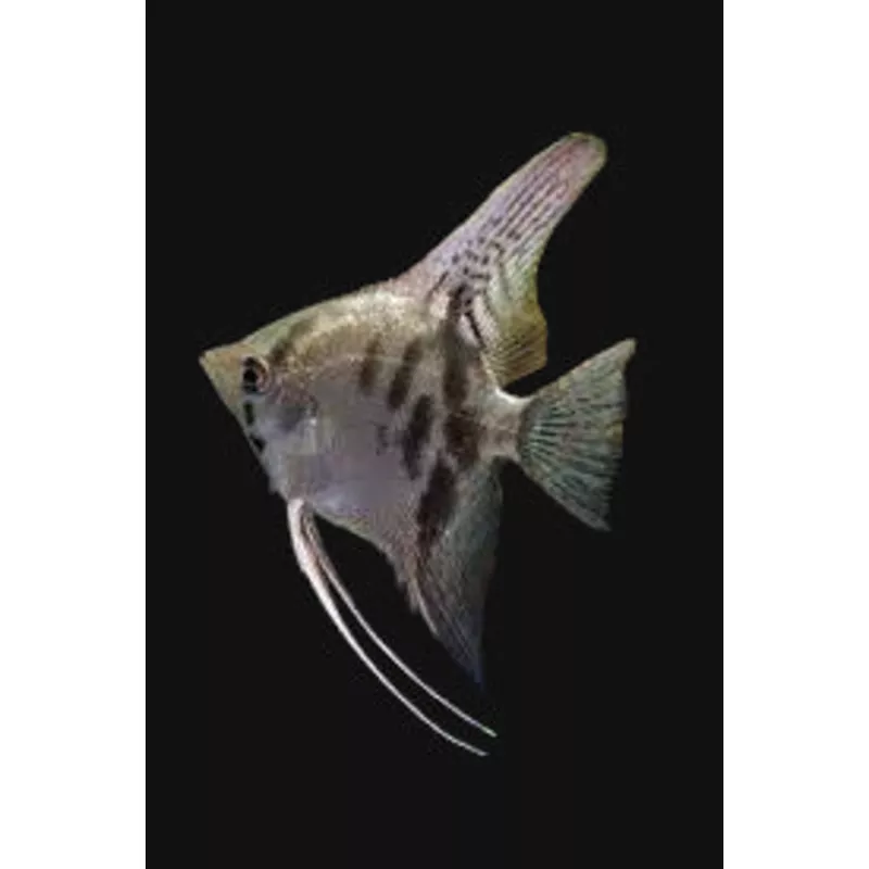 Clown Angelfish