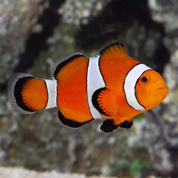 Clownfish – Percula – True PNG